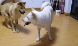 娱乐吃瓜酱忠犬