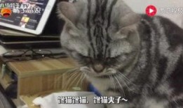 娱乐吃猫瓜