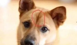 娱乐吃瓜酱忠犬